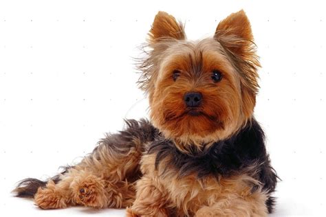 Cachorro yorkshire terrier: características, filhotes, fotos, preço e .